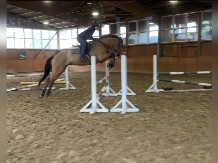 Mecklenburger Warmblut Stute 6 Jahre 165 cm Brauner in Lachendorf