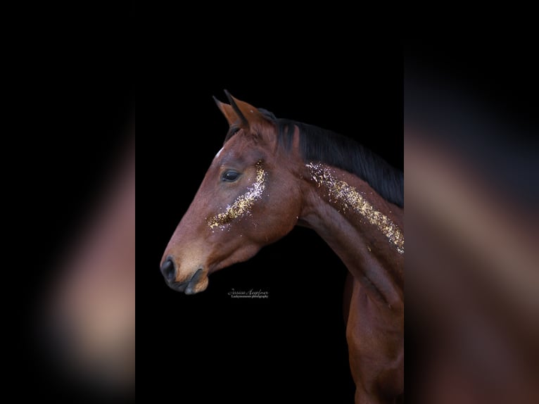 Mecklenburger Warmblut Stute 6 Jahre 165 cm Brauner in Cronskamp