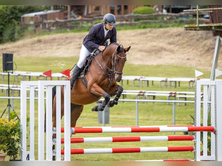 Mecklenburger Warmblut Stute 6 Jahre 165 cm Brauner in Cronskamp