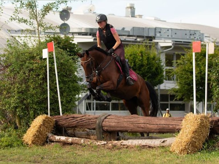 Mecklenburger Warmblut Stute 6 Jahre 165 cm Brauner in Cronskamp