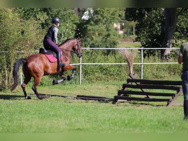 Mecklenburger Warmblut Stute 6 Jahre 165 cm Brauner in Cronskamp