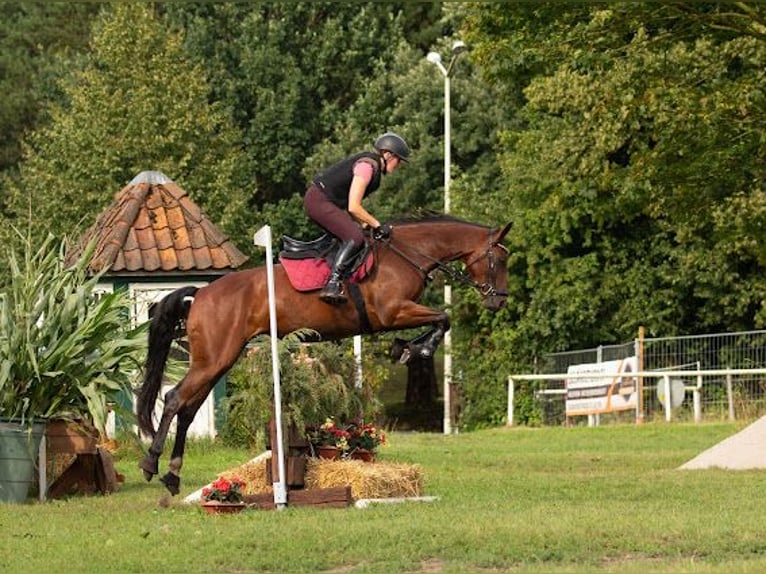 Mecklenburger Warmblut Stute 6 Jahre 165 cm Brauner in Cronskamp