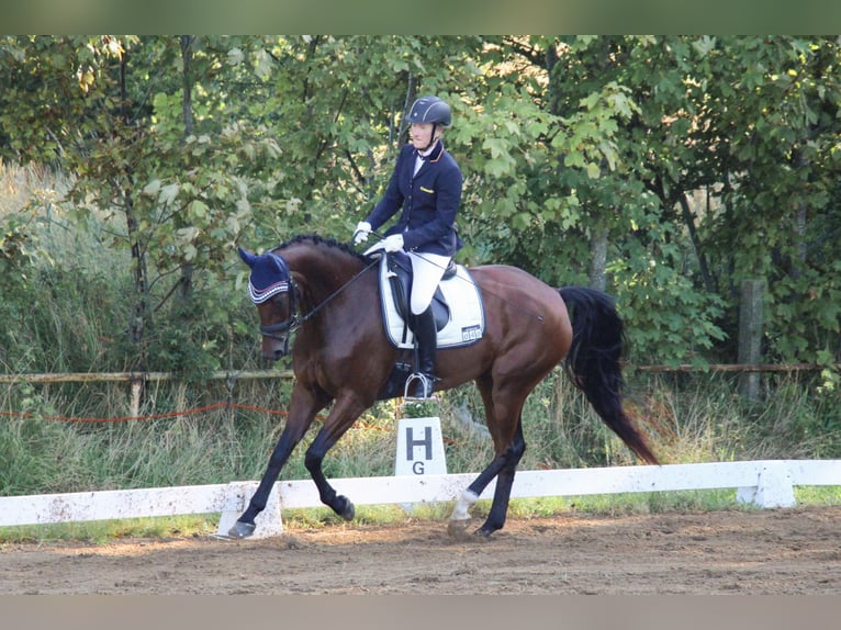 Mecklenburger Warmblut Stute 6 Jahre 165 cm Brauner in Cronskamp