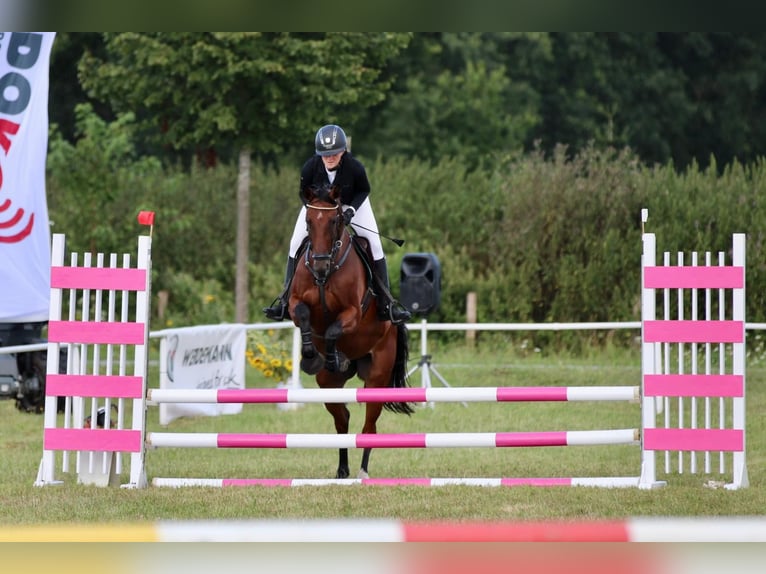 Mecklenburger Warmblut Stute 6 Jahre 165 cm Brauner in Cronskamp