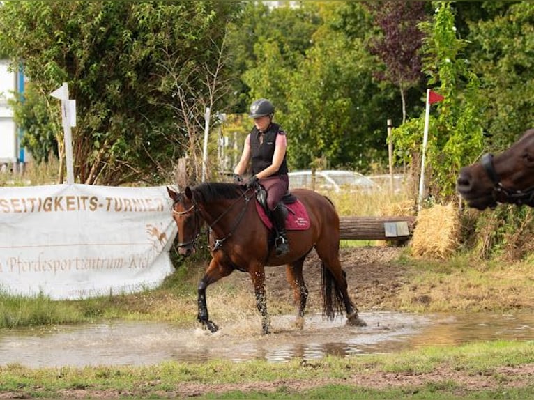 Mecklenburger Warmblut Stute 6 Jahre 165 cm Brauner in Cronskamp
