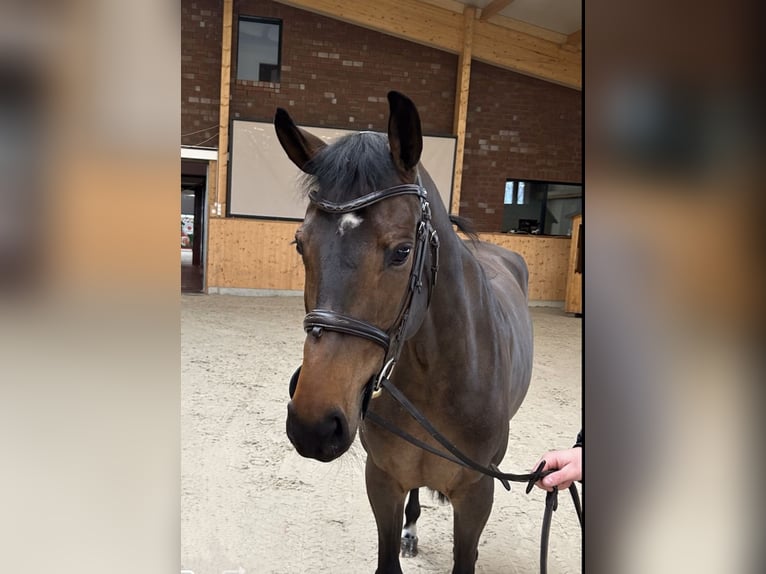 Mecklenburger Warmblut Stute 6 Jahre 166 cm Dunkelbrauner in Hohen Wieschendorf