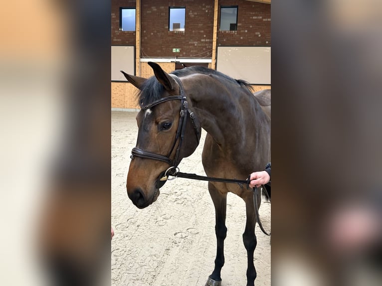 Mecklenburger Warmblut Stute 6 Jahre 166 cm Dunkelbrauner in Hohen Wieschendorf