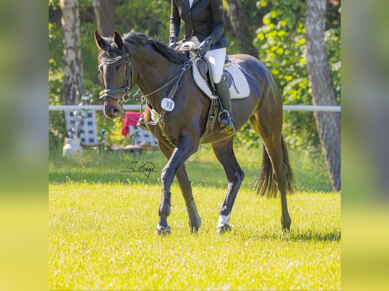Mecklenburger Warmblut Stute 6 Jahre 166 cm Dunkelbrauner in Polzow