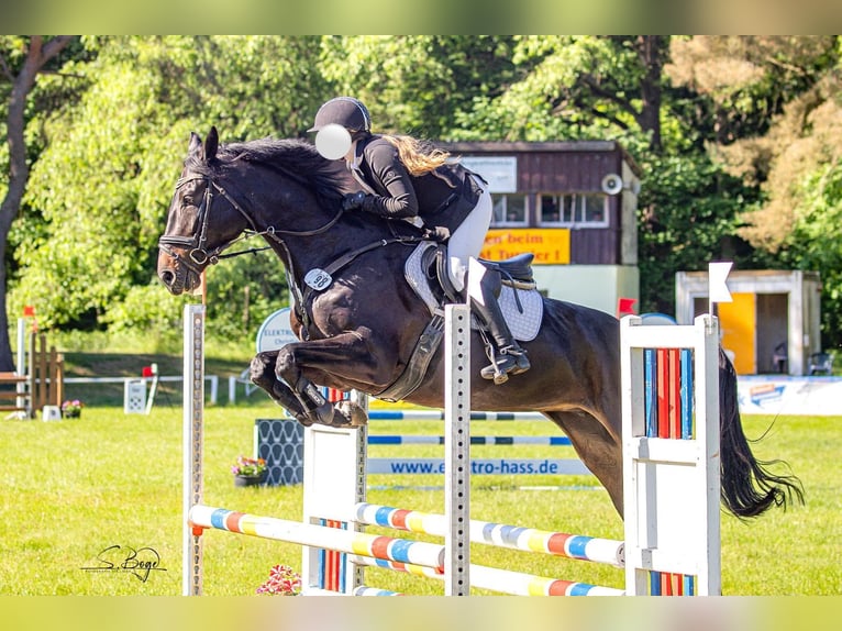 Mecklenburger Warmblut Stute 6 Jahre 166 cm Dunkelbrauner in Polzow