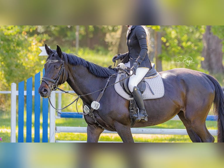 Mecklenburger Warmblut Stute 6 Jahre 166 cm Dunkelbrauner in Polzow