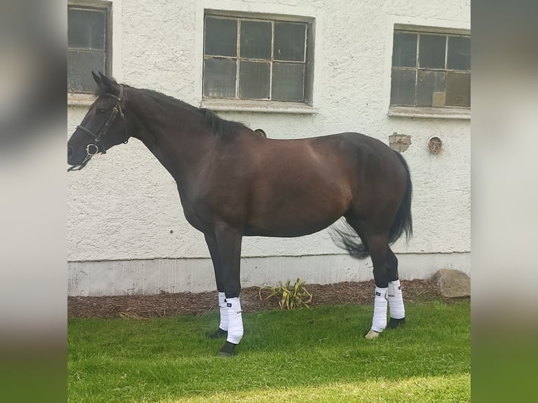 Mecklenburger Warmblut Stute 6 Jahre 166 cm Rappe in Goldenitz Warlitz