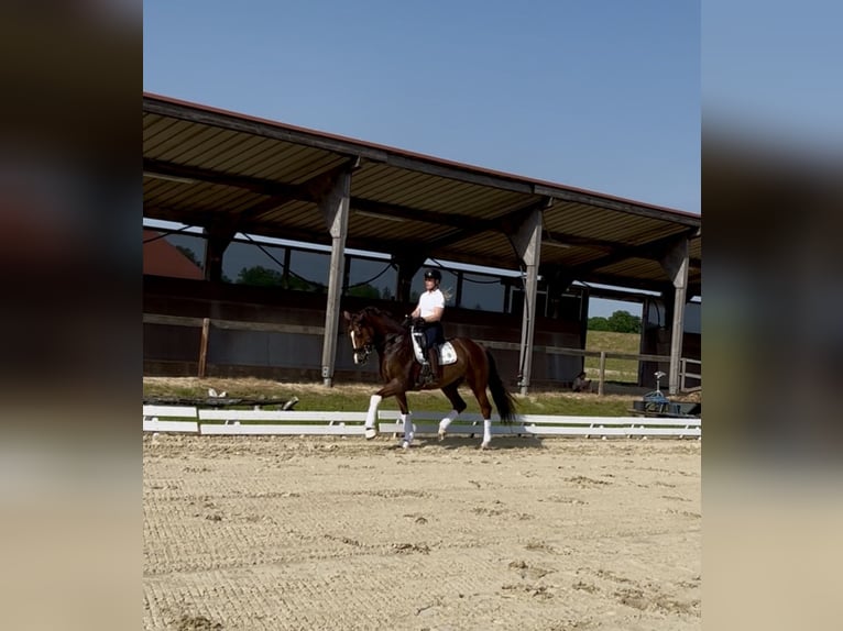 Mecklenburger Warmblut Stute 6 Jahre 169 cm Fuchs in Bremen