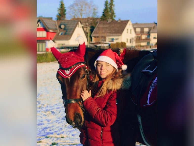 Mecklenburger Warmblut Stute 6 Jahre 170 cm Brauner in Waldbr&#xF6;l