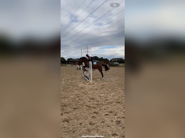 Mecklenburger Warmblut Stute 6 Jahre 170 cm Brauner in Waldbr&#xF6;l