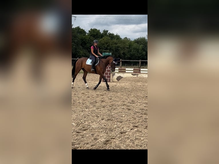 Mecklenburger Warmblut Stute 6 Jahre 170 cm Brauner in Waldbr&#xF6;l