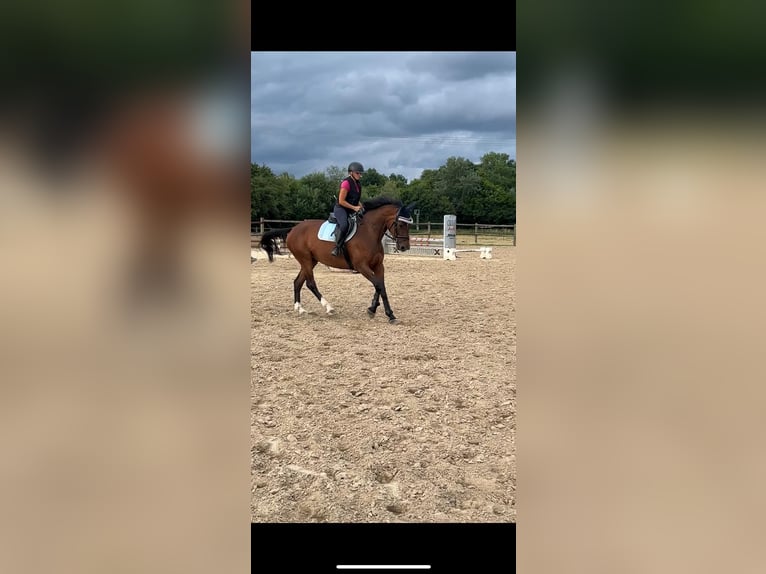 Mecklenburger Warmblut Stute 6 Jahre 170 cm Brauner in Waldbr&#xF6;l