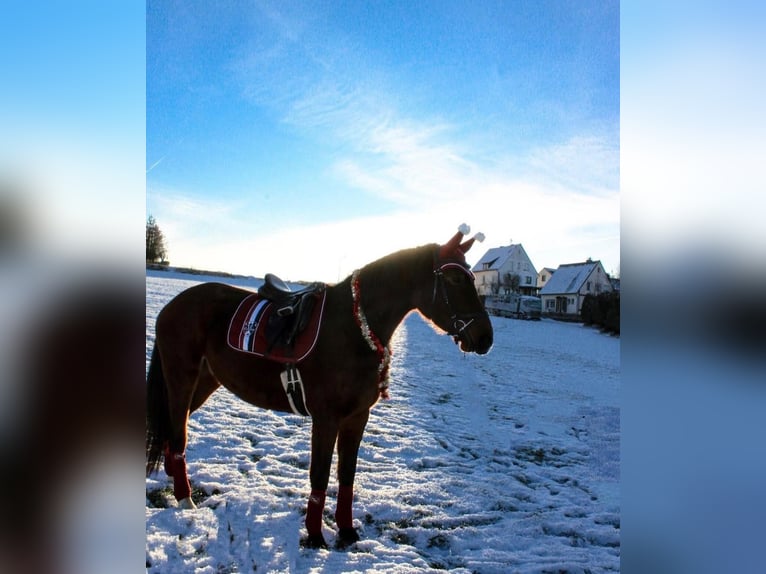 Mecklenburger Warmblut Stute 6 Jahre 170 cm Brauner in Waldbr&#xF6;l