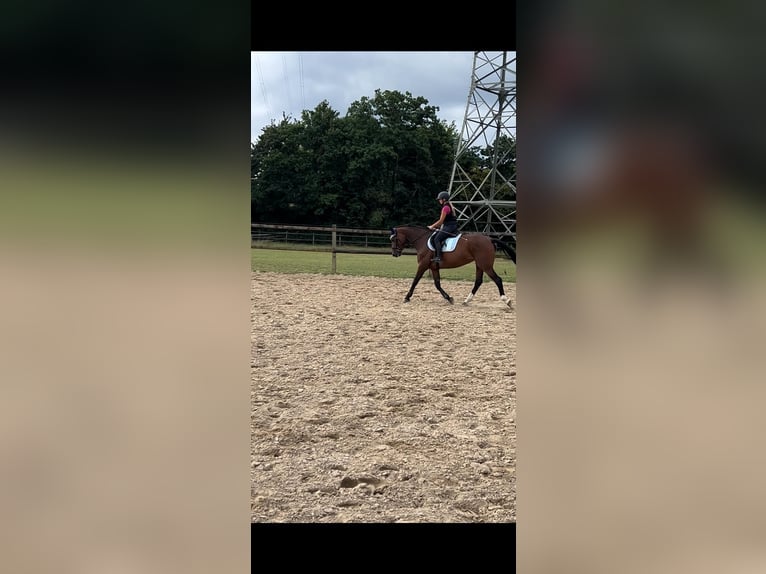 Mecklenburger Warmblut Stute 6 Jahre 170 cm Brauner in Waldbr&#xF6;l