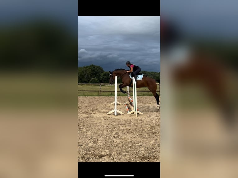 Mecklenburger Warmblut Stute 6 Jahre 170 cm Brauner in Waldbr&#xF6;l