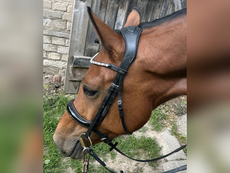 Mecklenburger Warmblut Stute 6 Jahre 170 cm Brauner in Rostock