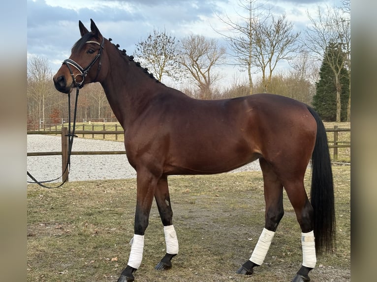 Mecklenburger Warmblut Stute 6 Jahre 170 cm Brauner in Damm