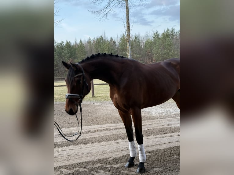 Mecklenburger Warmblut Stute 6 Jahre 170 cm Brauner in Damm