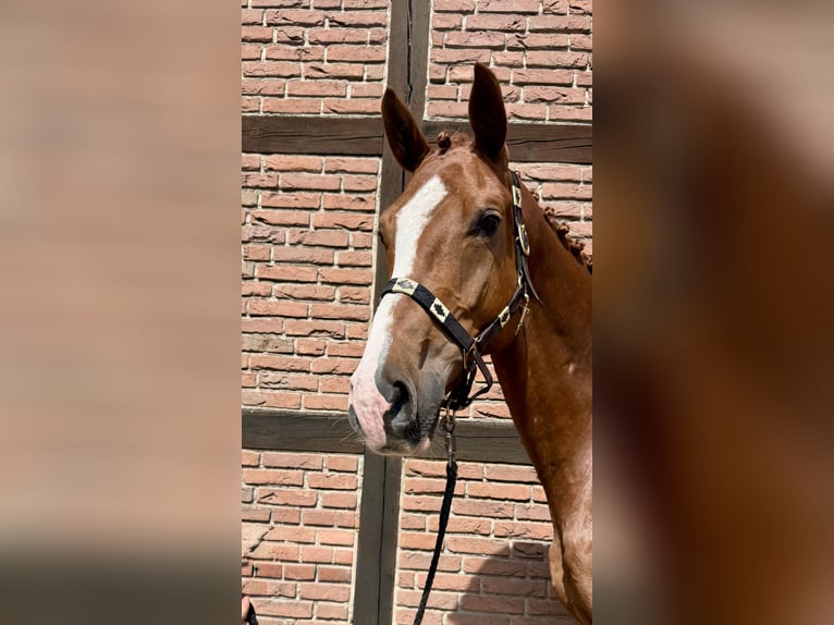 Mecklenburger Warmblut Stute 6 Jahre 170 cm Fuchs in Elsdorf