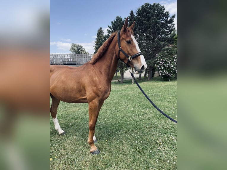 Mecklenburger Warmblut Stute 6 Jahre 171 cm Fuchs in Weitendorf