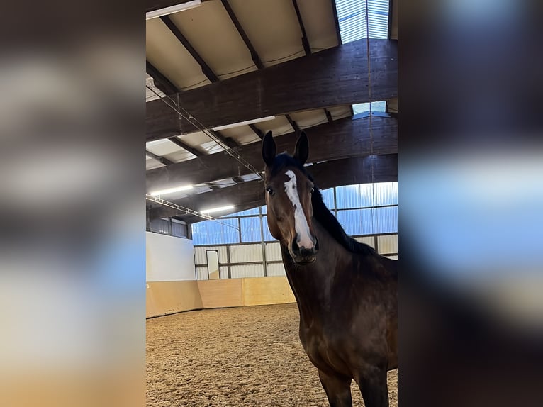 Mecklenburger Warmblut Stute 6 Jahre 172 cm in Plaaz