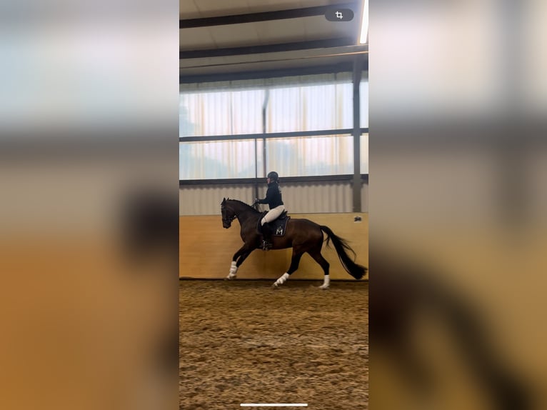 Mecklenburger Warmblut Stute 6 Jahre 172 cm in Plaaz