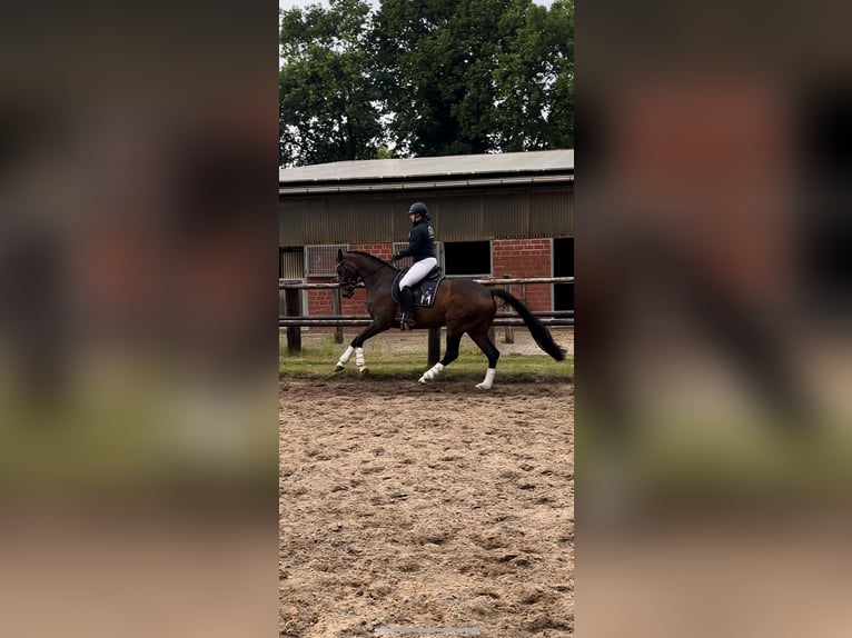 Mecklenburger Warmblut Stute 6 Jahre 172 cm in Plaaz
