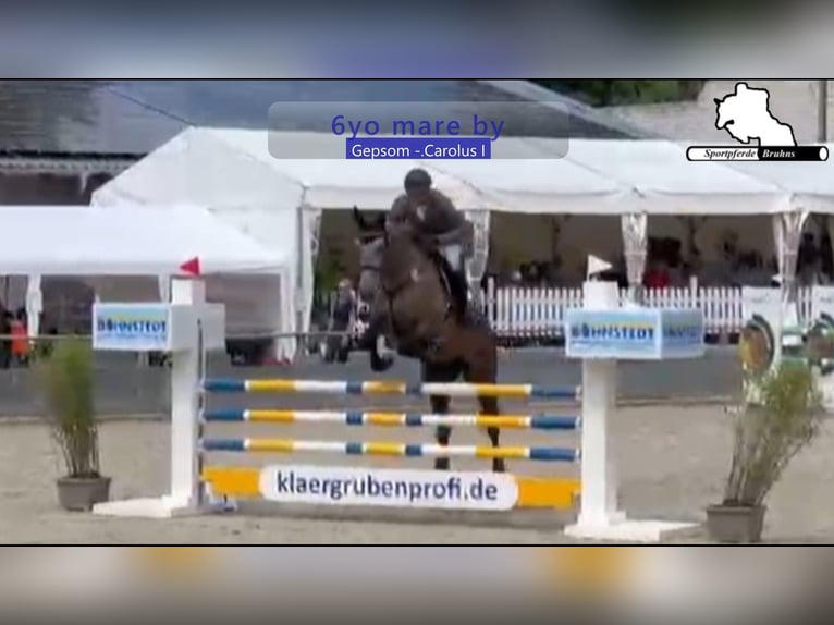 Mecklenburger Warmblut Stute 6 Jahre 173 cm Schimmel in Gadow