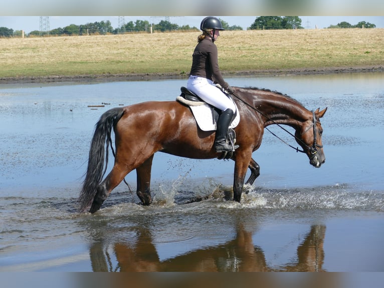 Mecklenburger Warmblut Stute 6 Jahre 177 cm Brauner in Ganschow