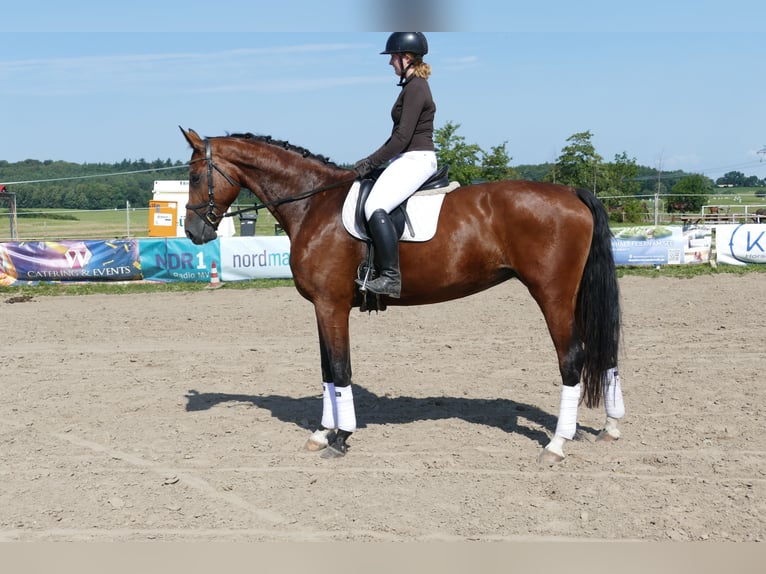 Mecklenburger Warmblut Stute 6 Jahre 177 cm Brauner in Ganschow