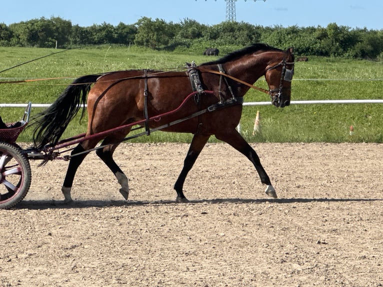 Mecklenburger Warmblut Stute 6 Jahre 177 cm Brauner in Ganschow