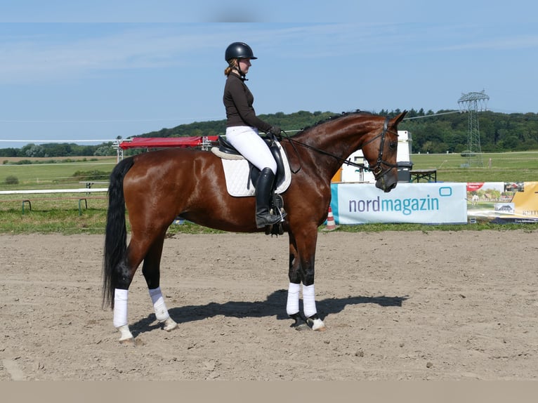 Mecklenburger Warmblut Stute 6 Jahre 177 cm Brauner in Ganschow