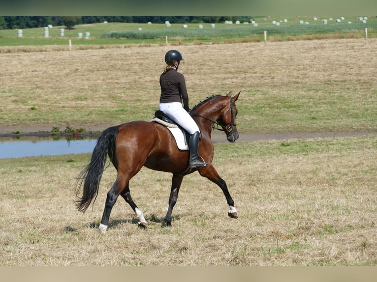 Mecklenburger Warmblut Stute 6 Jahre 177 cm Brauner in Ganschow