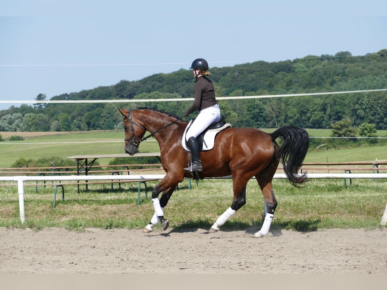 Mecklenburger Warmblut Stute 6 Jahre 177 cm Brauner in Ganschow