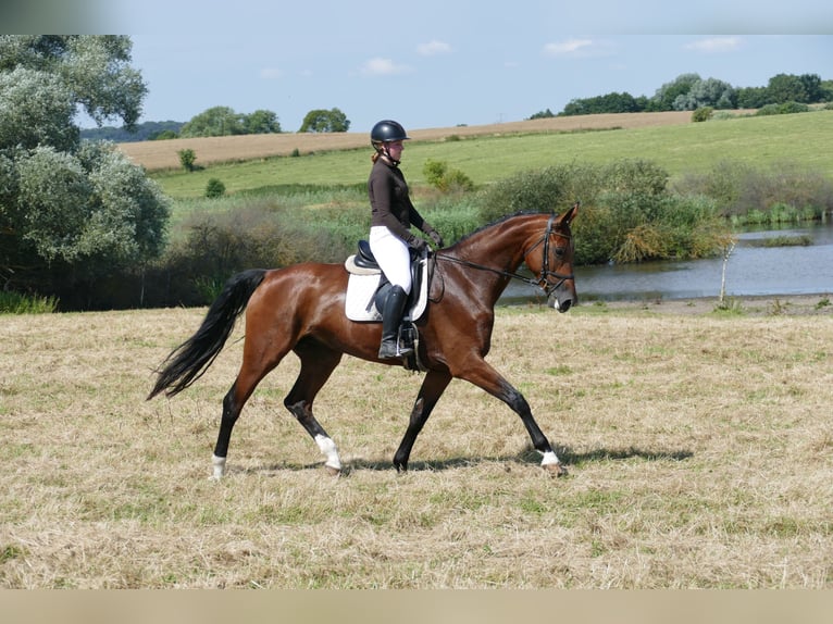 Mecklenburger Warmblut Stute 6 Jahre 177 cm Brauner in Ganschow