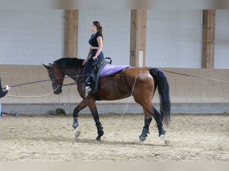 Mecklenburger Warmblut Stute 6 Jahre 177 cm Brauner in Ganschow
