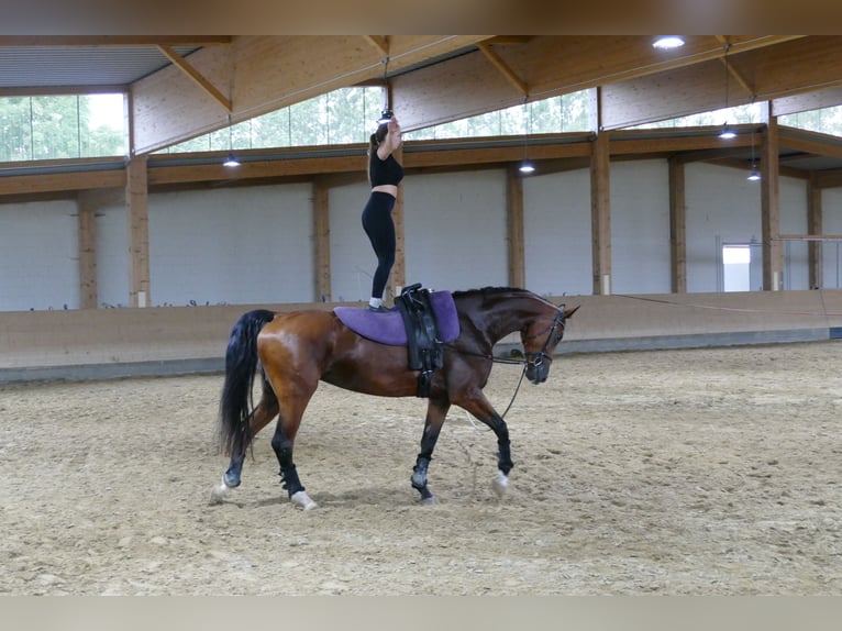 Mecklenburger Warmblut Stute 6 Jahre 177 cm Brauner in Ganschow