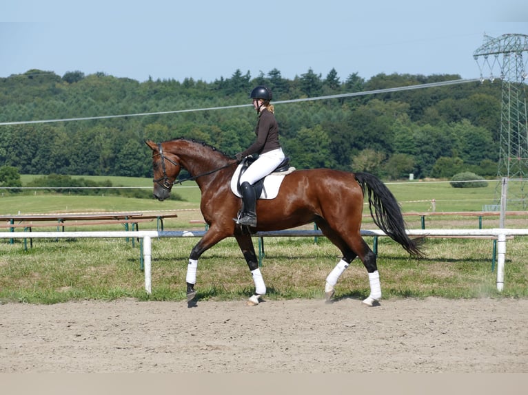 Mecklenburger Warmblut Stute 6 Jahre 177 cm Brauner in Ganschow