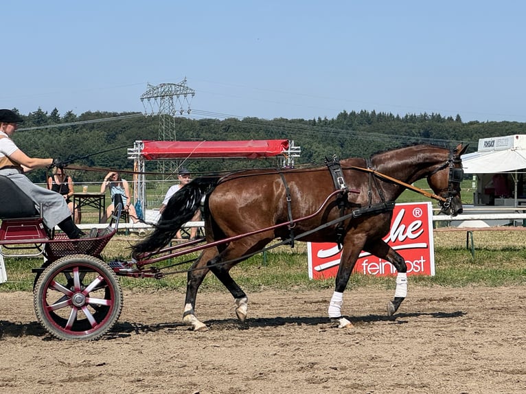 Mecklenburger Warmblut Stute 6 Jahre 177 cm Brauner in Ganschow