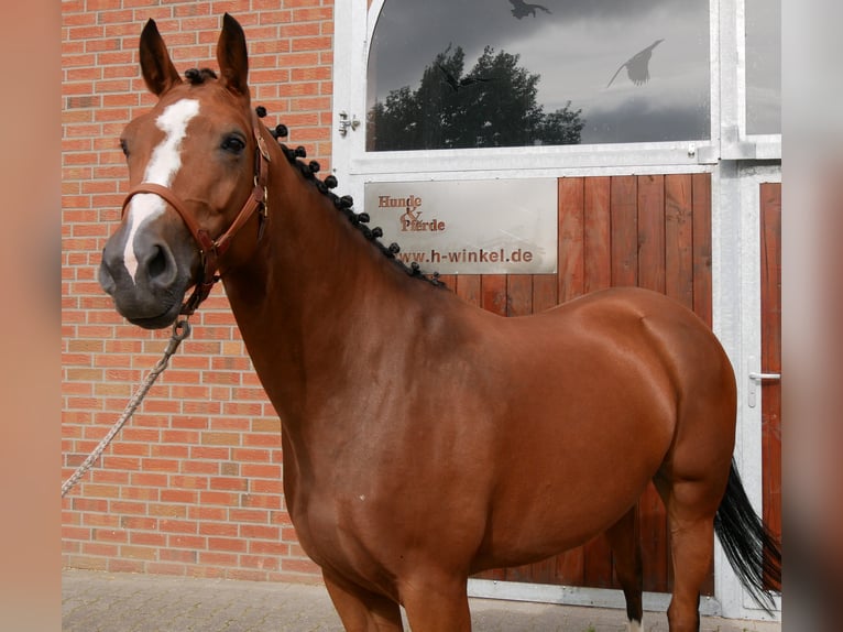 Mecklenburger Warmblut Stute 7 Jahre 163 cm  in Dorsten