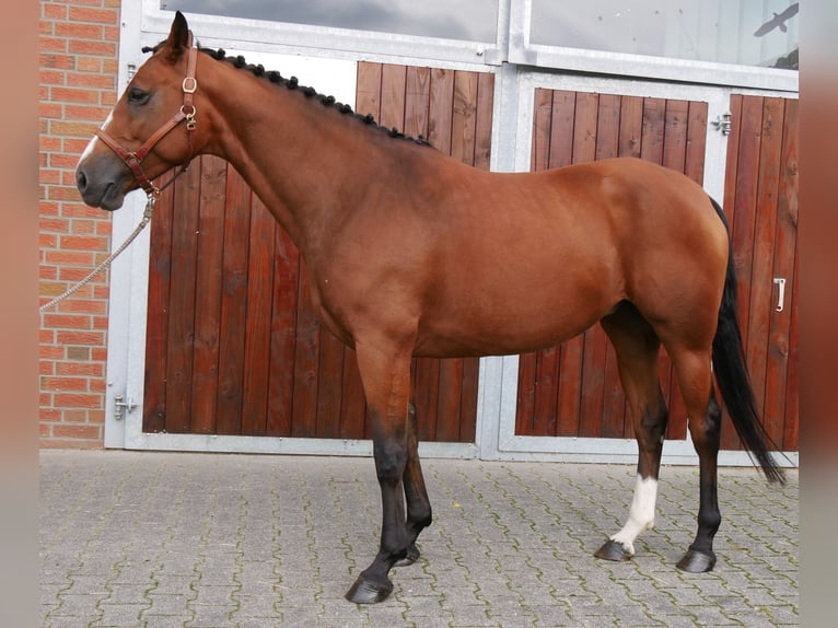 Mecklenburger Warmblut Stute 7 Jahre 163 cm  in Dorsten