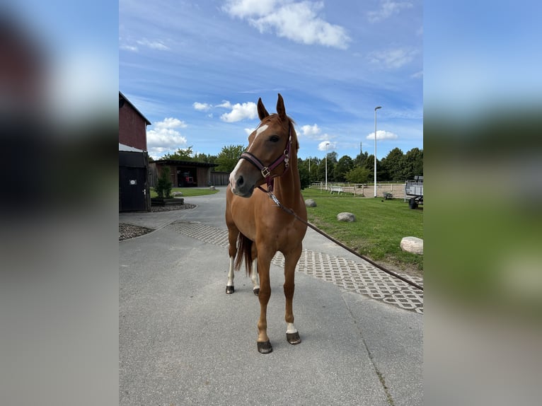 Mecklenburger Warmblut Stute 7 Jahre 164 cm Fuchs in Rostock
