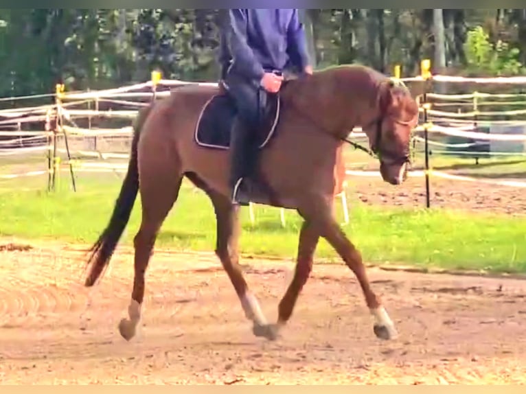 Mecklenburger Warmblut Stute 7 Jahre 165 cm Fuchs in Güstrow