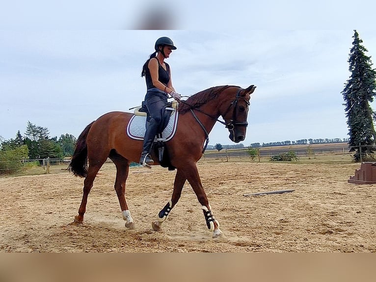 Mecklenburger Warmblut Stute 7 Jahre 166 cm Dunkelfuchs in Weitenhagen