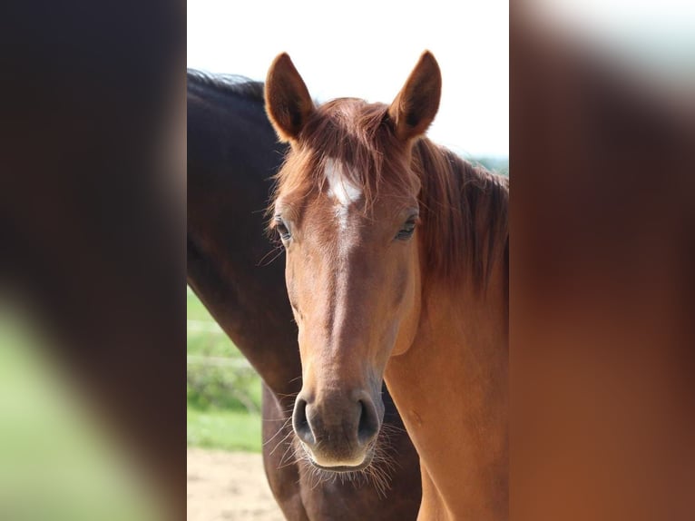 Mecklenburger Warmblut Stute 7 Jahre 166 cm Dunkelfuchs in Weitenhagen