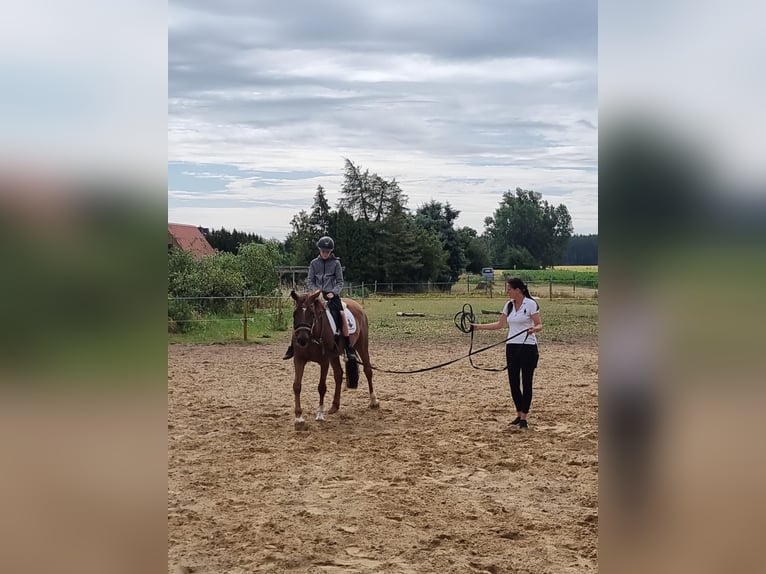 Mecklenburger Warmblut Stute 7 Jahre 166 cm Dunkelfuchs in Weitenhagen
